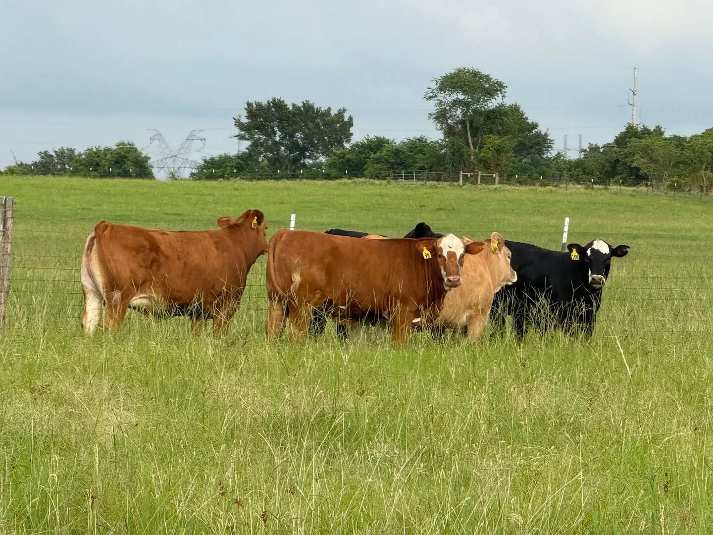 Wagyu Cross